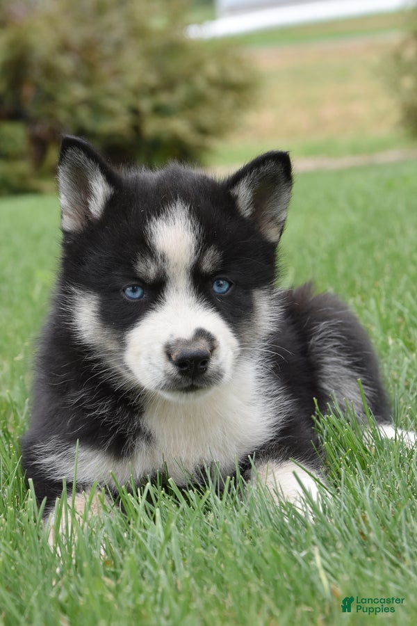 Siberian Husky dogs Sparkles  - Ad 2