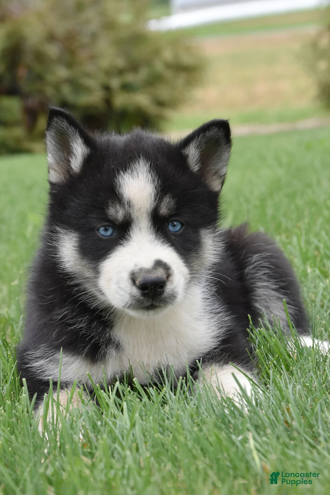 Siberian Husky dogs for sale: Sparkles  - Ad 2