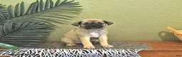 Mixed Breed dogs for sale: Casper - Ad 3