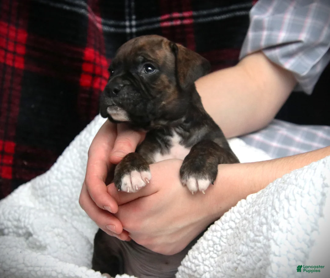 Boxer dogs for sale: Monty - Ad 4