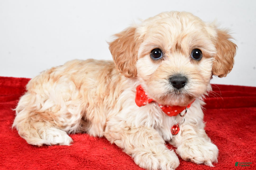 Cavachon dogs for sale: Gale - Ad 3