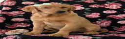 Golden Retriever dogs for sale: Abbie AKC Reg - Ad 4