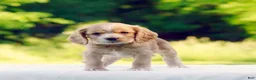 Cocker Spaniel dogs for sale: Tessa - Ad 3