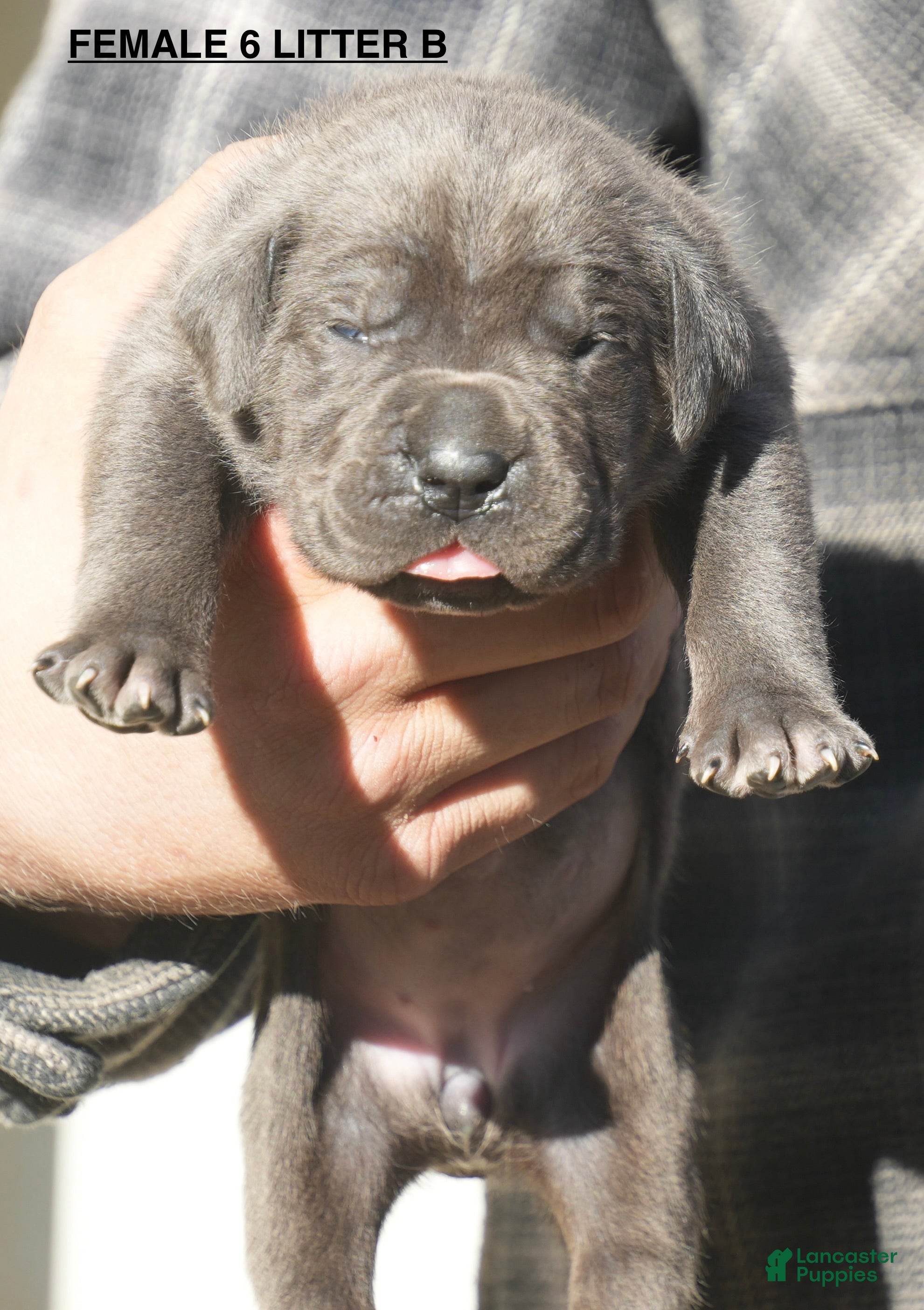 Cane Corso dogs Cane Corso Puppy 6 - Ad 23