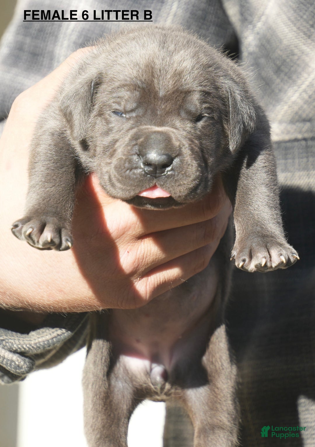 Cane Corso dogs for sale: Cane Corso Puppy 6 - Ad 1