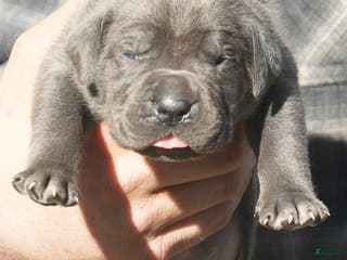 Cane Corso dogs Cane Corso Puppy 6 - Ad 23