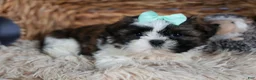 Shih Tzu dogs for sale: HANNAH - Ad 9