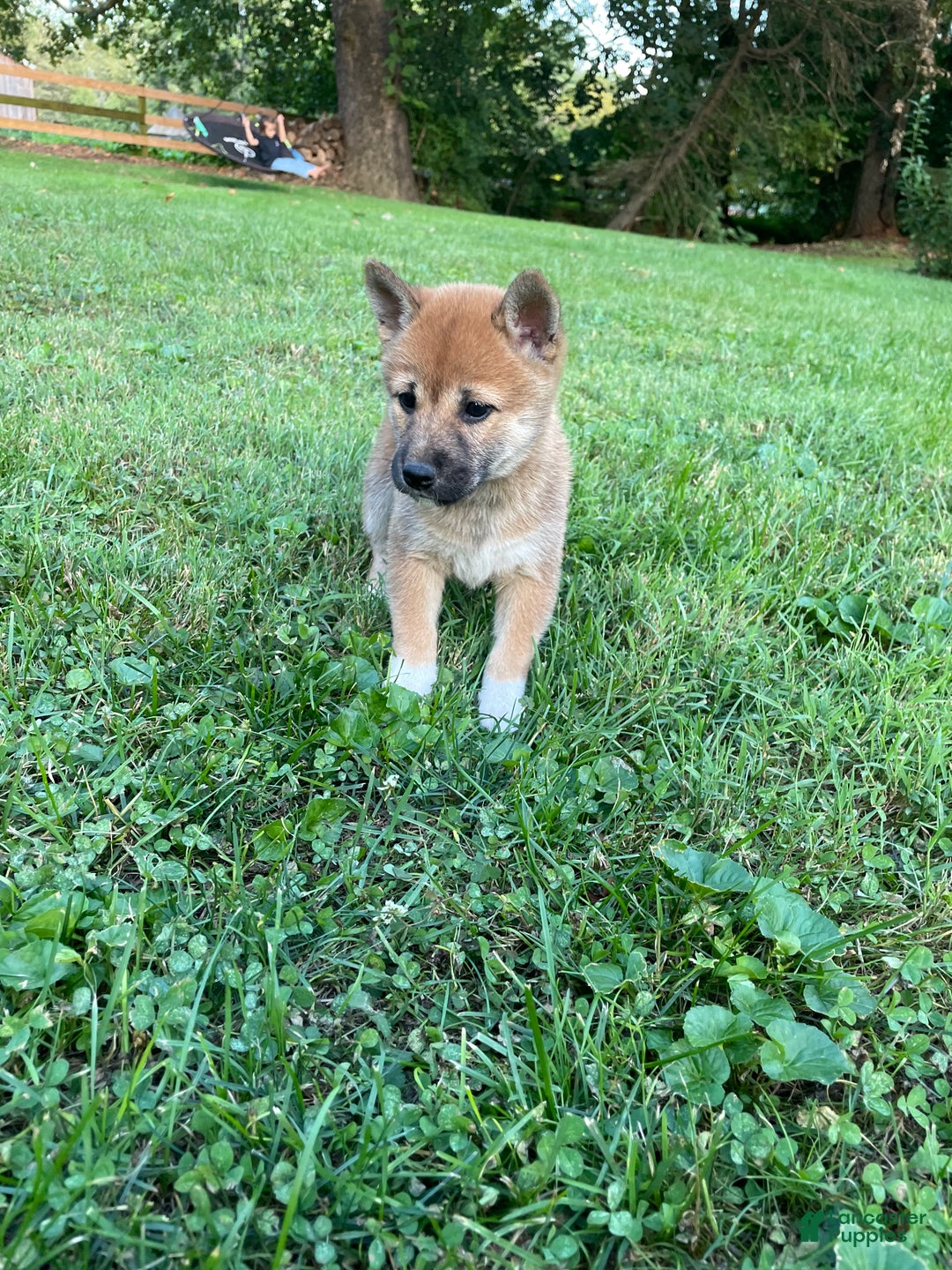 Shiba Inu dogs for sale: Amerika - Ad 5