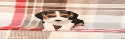 Beagle dogs for sale: Rex - Ad 3