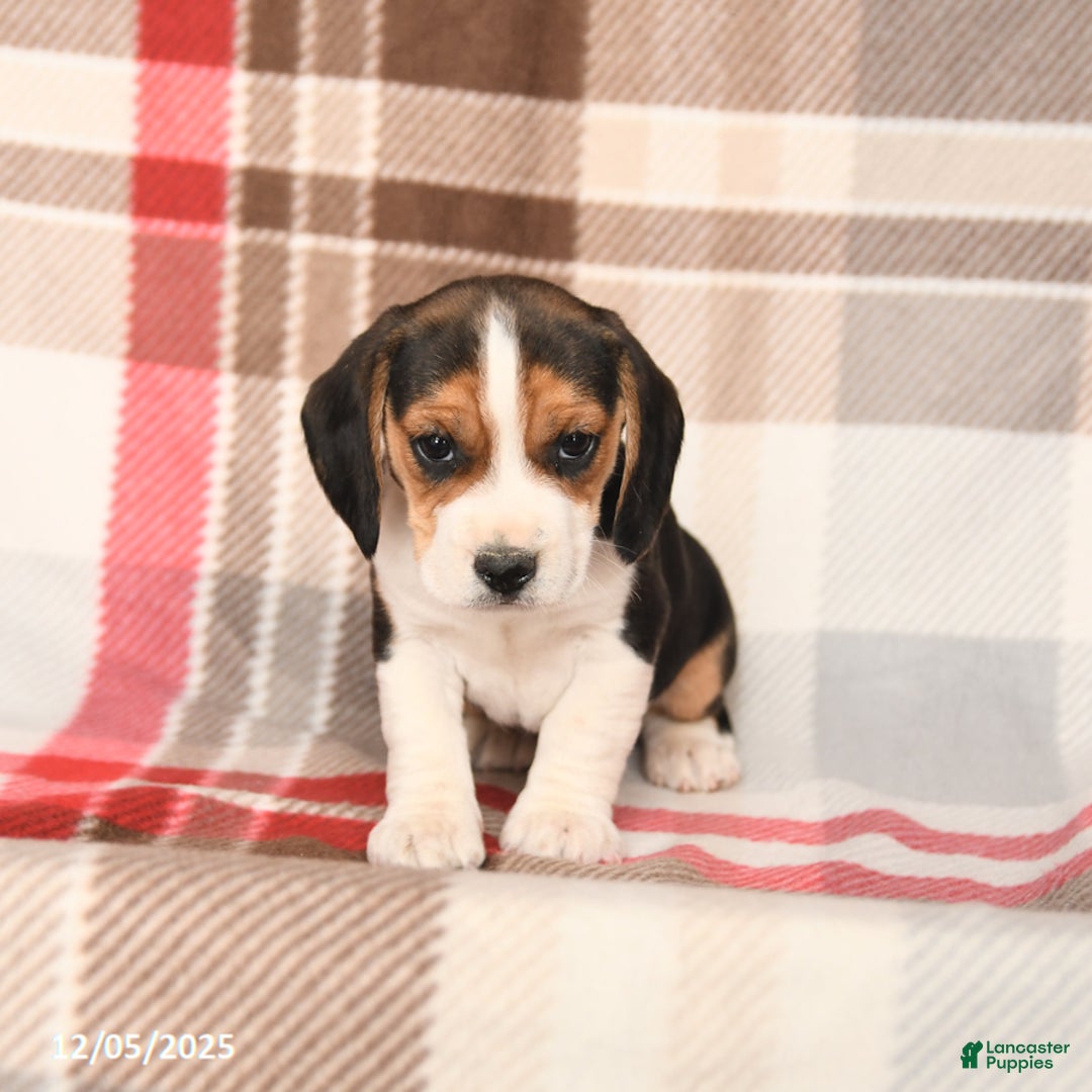 Beagle dogs for sale: Rex - Ad 3