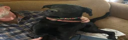 Sheprador dogs for sale: PEPPER  - Ad 1