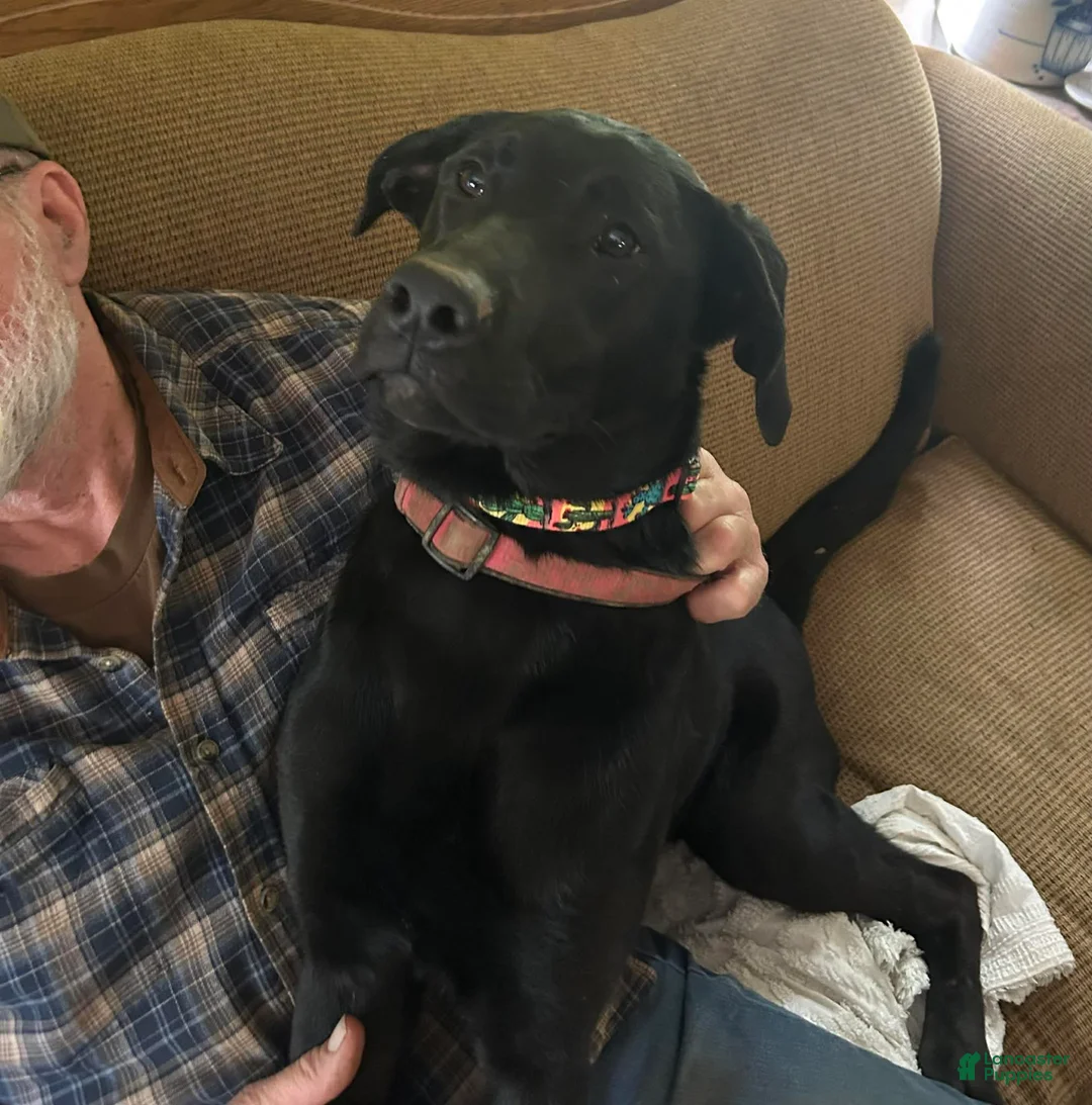 Sheprador dogs for sale: PEPPER  - Ad 1