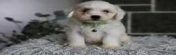 Maltipoo dogs for sale: Frankie - Ad 8