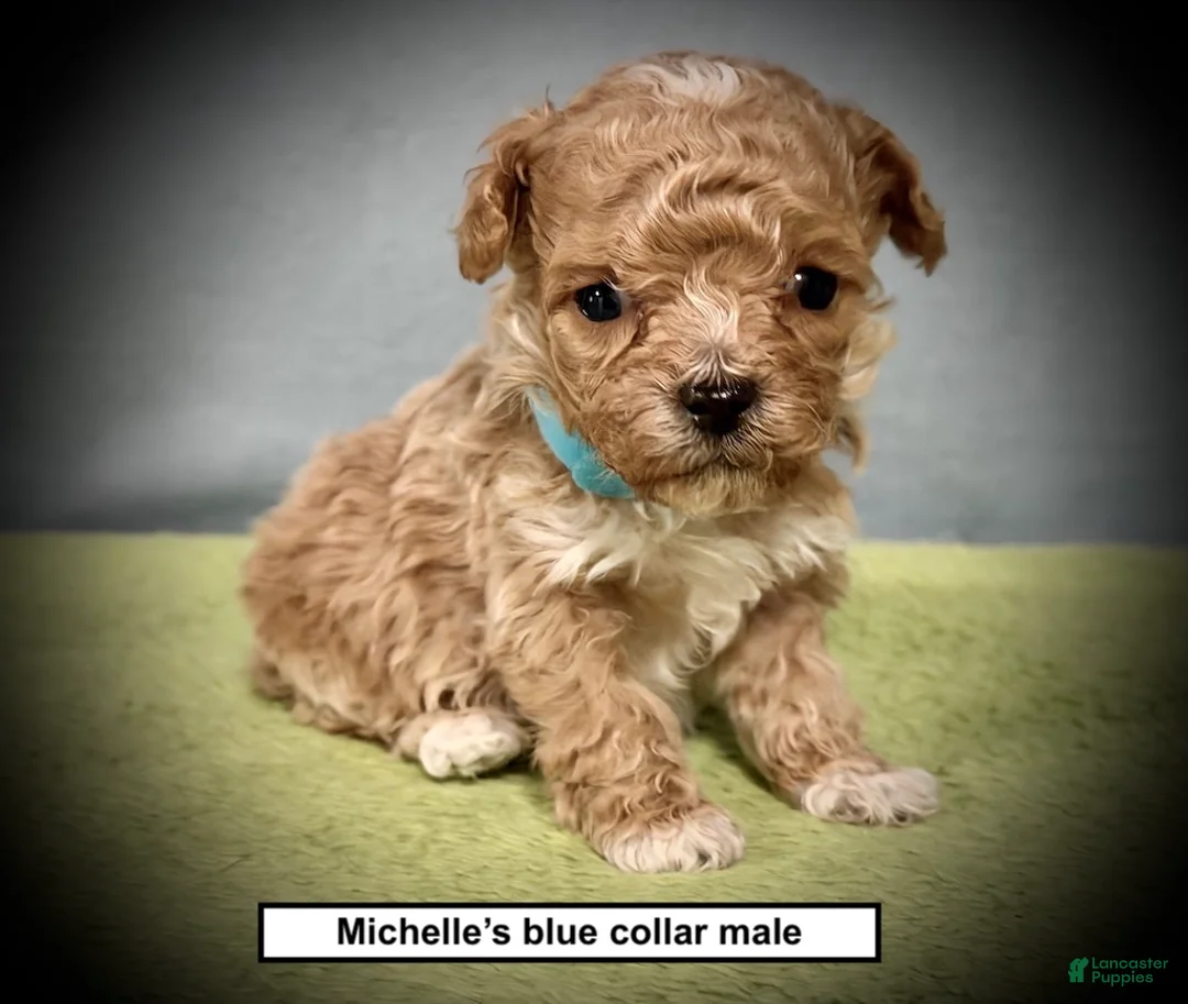 Toy Poodle dogs for sale: AKC Michelle's Blue Collar Male - Ad 1
