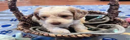 Cockapoo dogs for sale: Buff and white boy/brown nose  - Ad 10