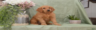 Bently