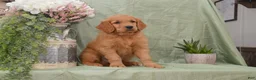 Goldendoodle dogs for sale: Bently - Ad 1