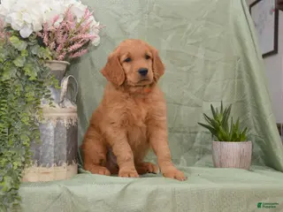 Goldendoodle dogs for sale: Bently - Ad 3
