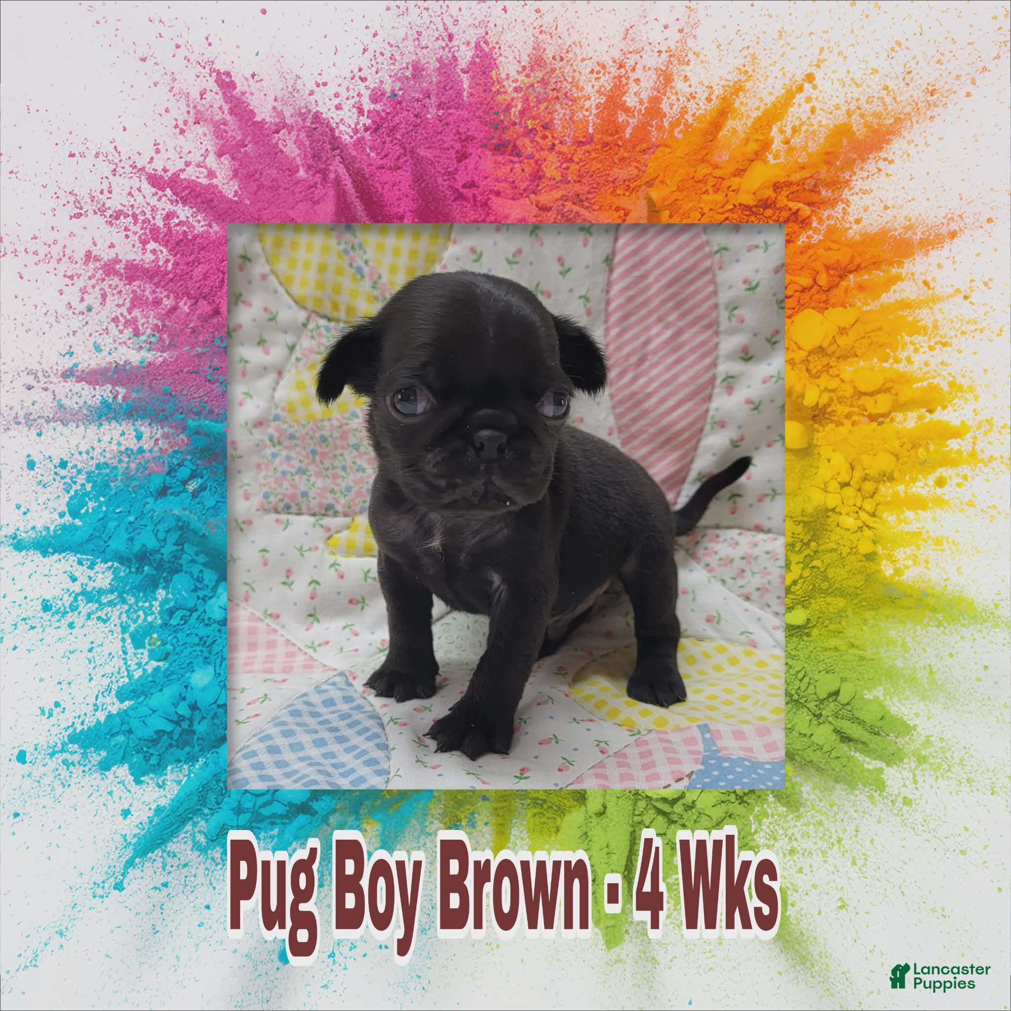 Pug dogs Pug Puppy Boy Brown - Ad 39
