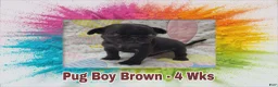 Pug dogs for sale: Pug Puppy Boy Brown - Ad 4