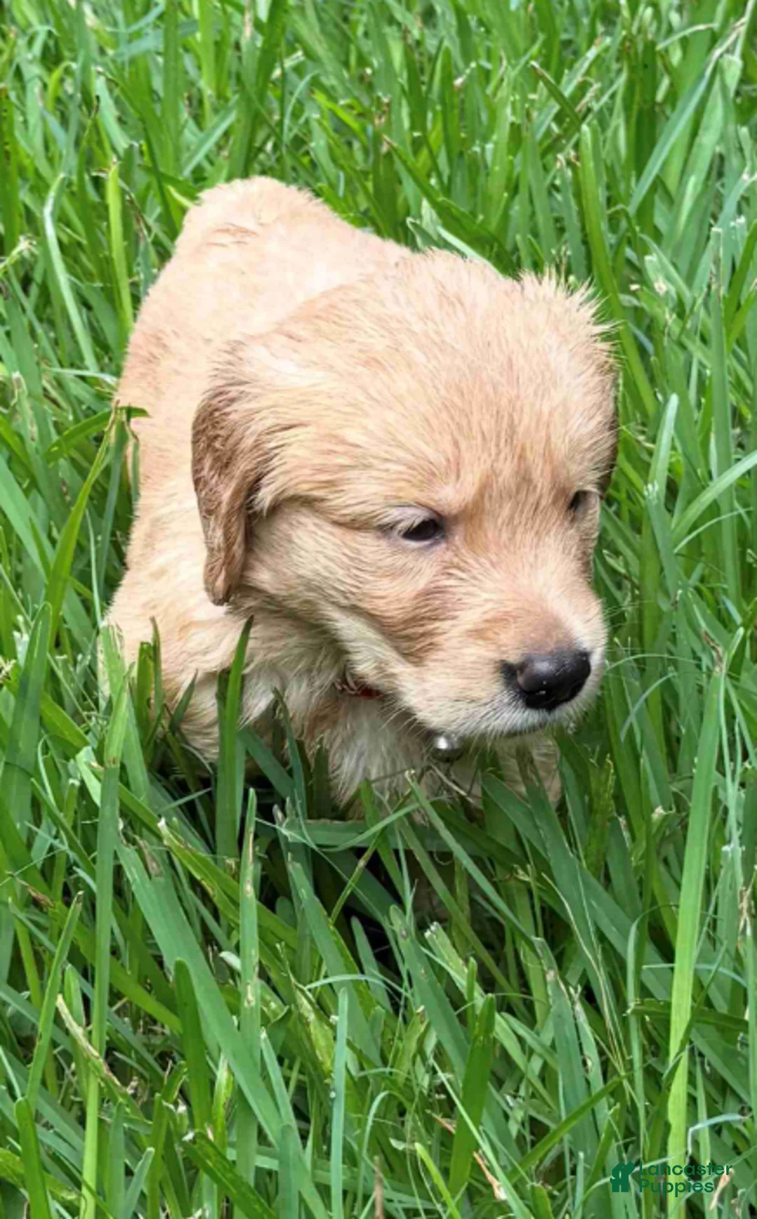 Golden Retriever dogs for sale: Red Female - Ad 1
