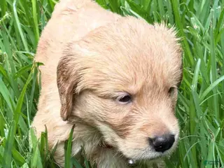 Golden Retriever dogs Red Female - Ad 3