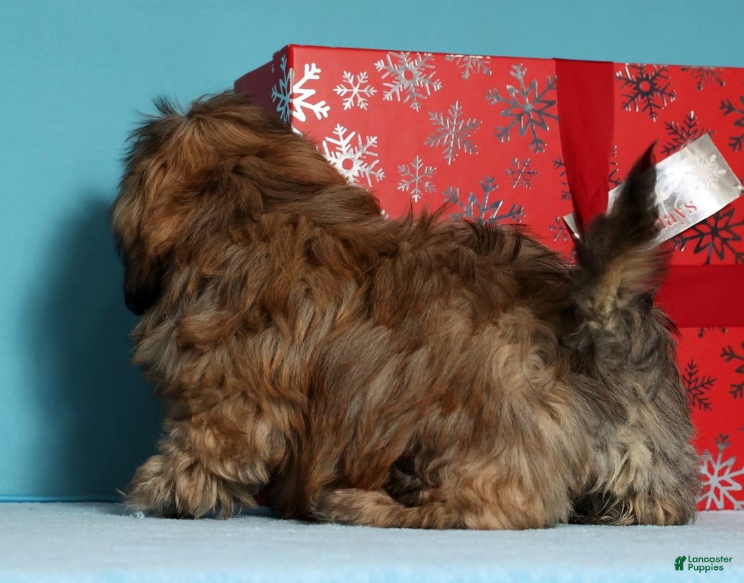 Teddy Bear dogs for sale: Crystal - Ad 2