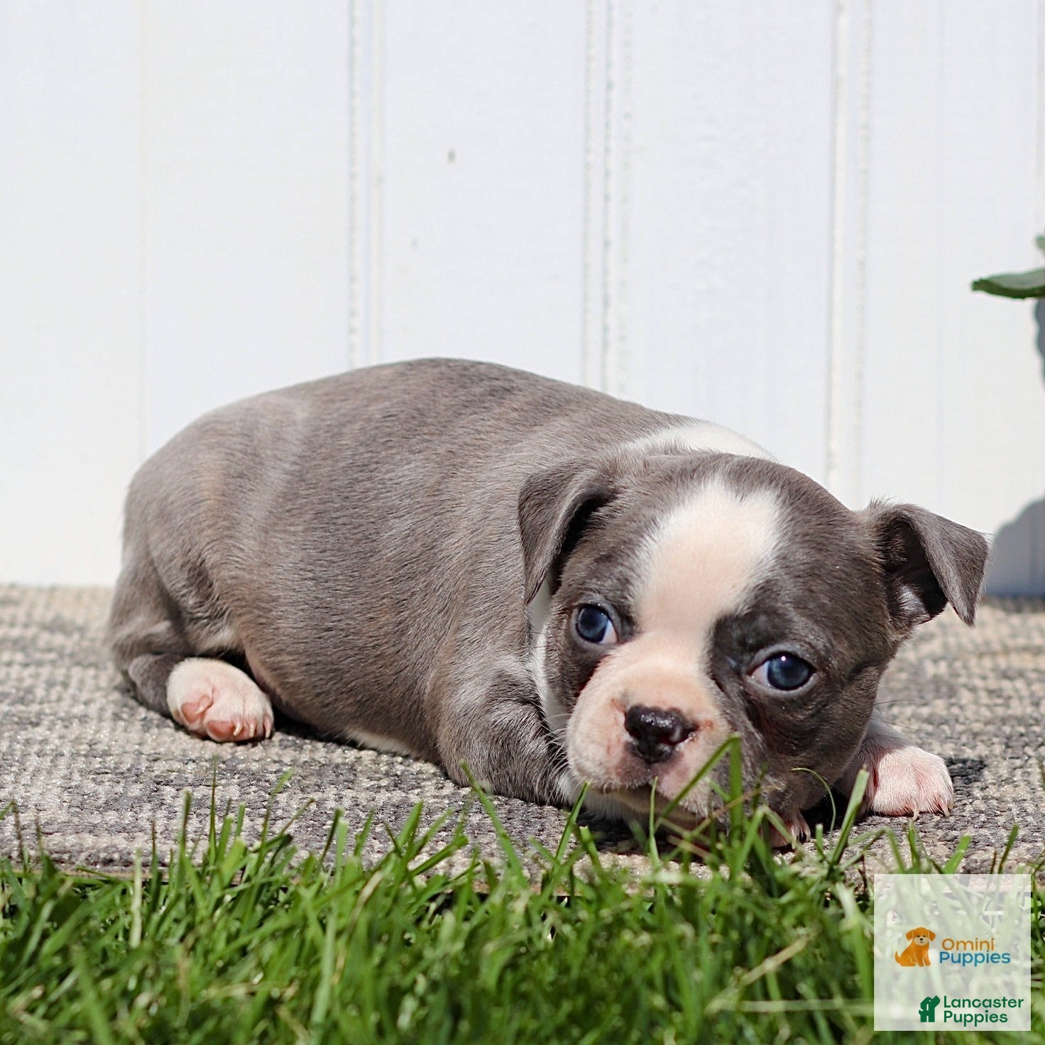 Boston Terrier dogs Murphy - Ad 2