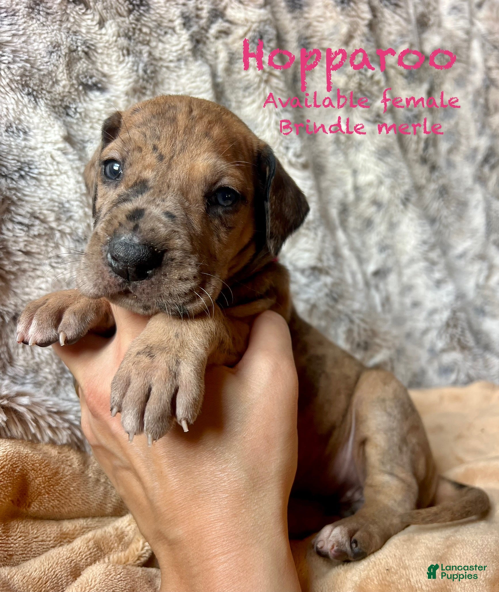 Great Dane dogs for sale: Hopparoo - Ad 14
