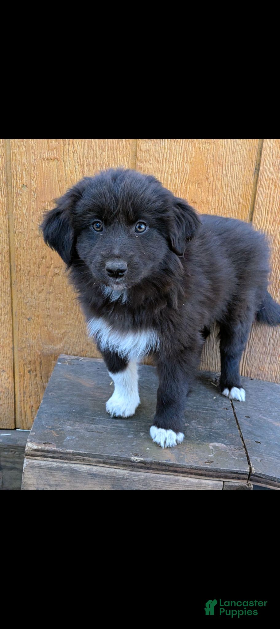 Mixed Breed dogs Mixed Breed Puppy 5 - Ad 37