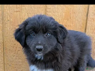 Mixed Breed dogs Mixed Breed Puppy 5 - Ad 8