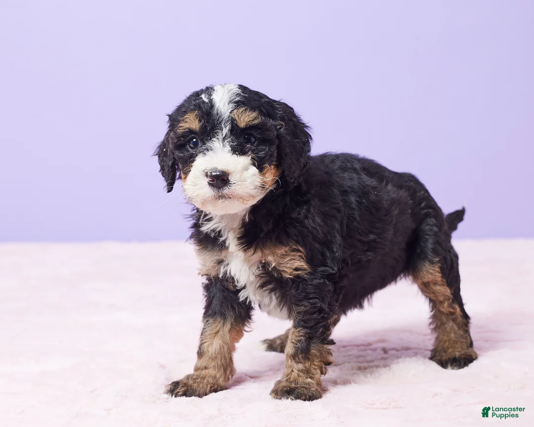 Mini Bernedoodle dogs for sale: Paris - Ad 8