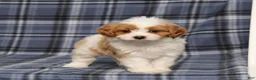Cavapoo dogs for sale: BJ's Willow - Ad 5