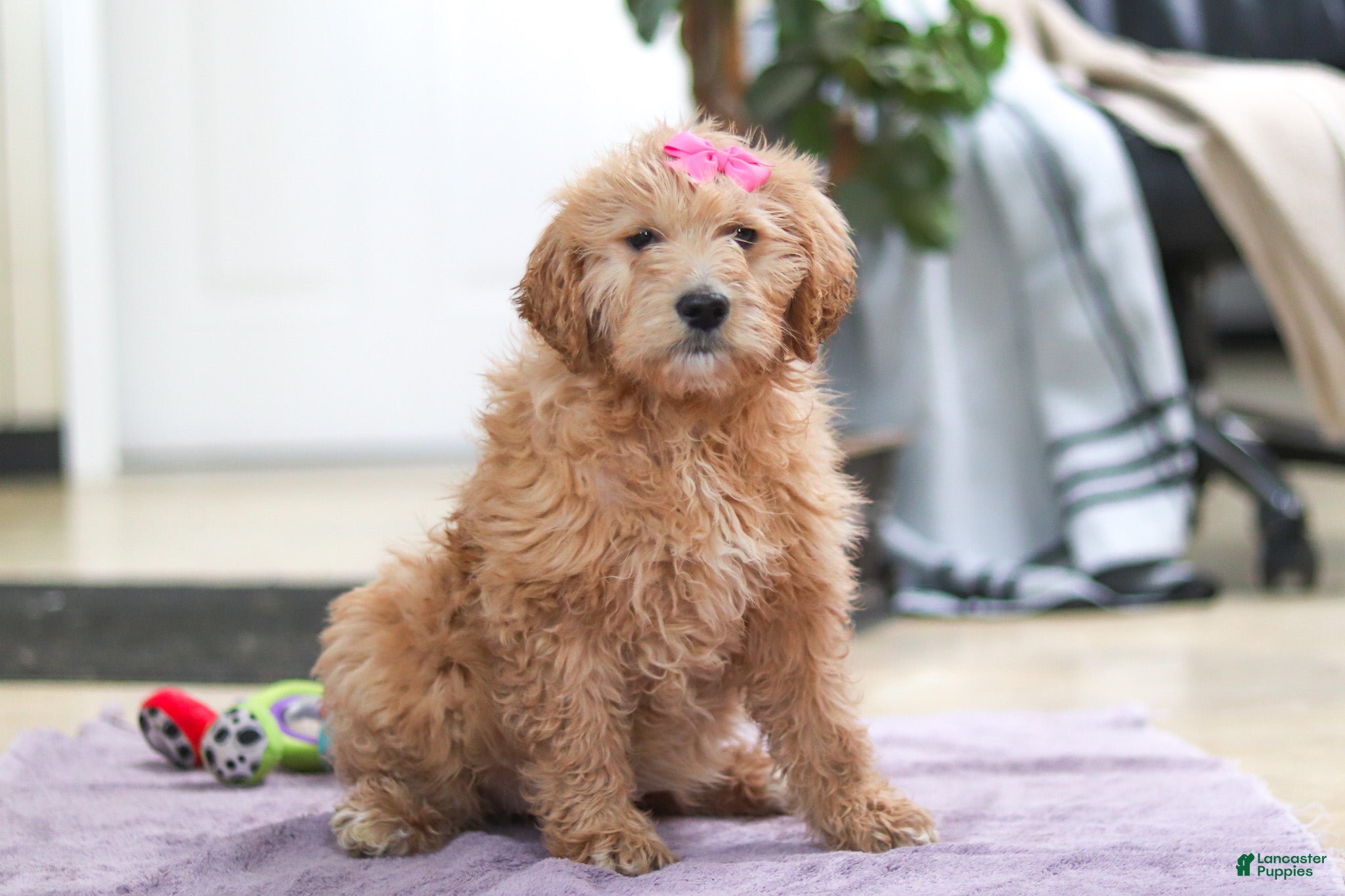 Goldendoodle dogs Miley - Ad 1
