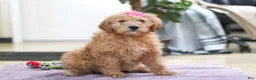 Goldendoodle dogs for sale: Miley - Ad 1