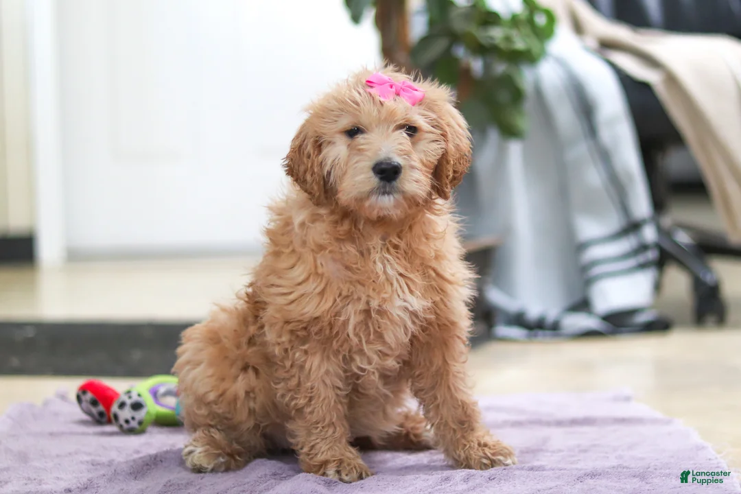 Goldendoodle dogs for sale: Miley - Ad 1