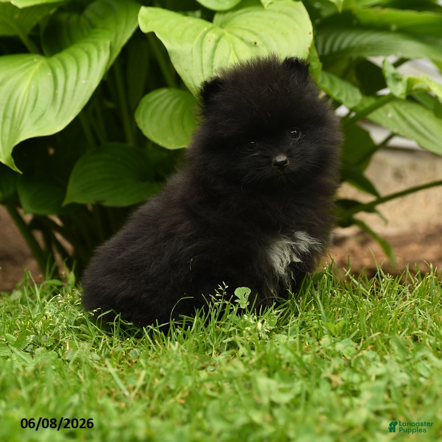 Pomeranian dogs Happy - Ad 2