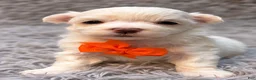 Maltese dogs for sale: Augustus “Gus”  - Ad 3