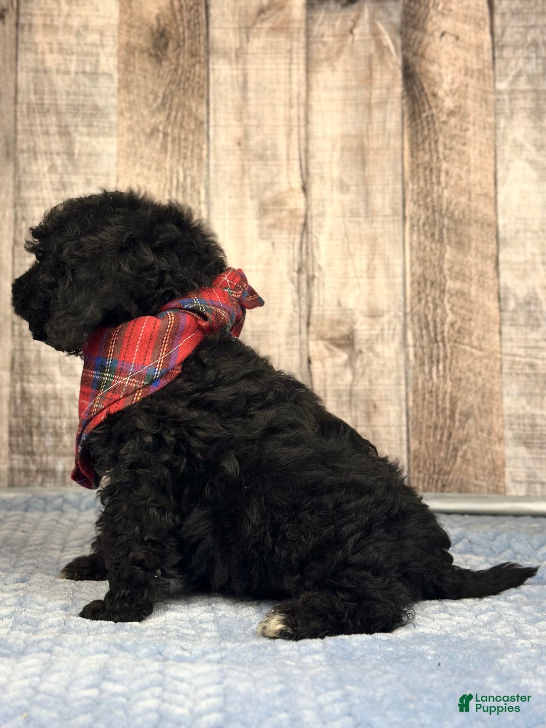 Mini Bernedoodle dogs for sale: Boy Ryder - 5119 - Ad 2