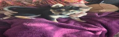 Shiba Inu Puppy 1 Angel