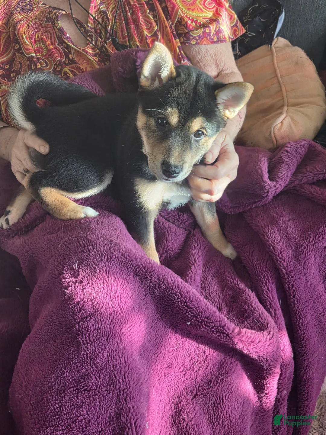 Shiba Inu dogs for sale: Shiba Inu Puppy 1 Angel - Ad 2
