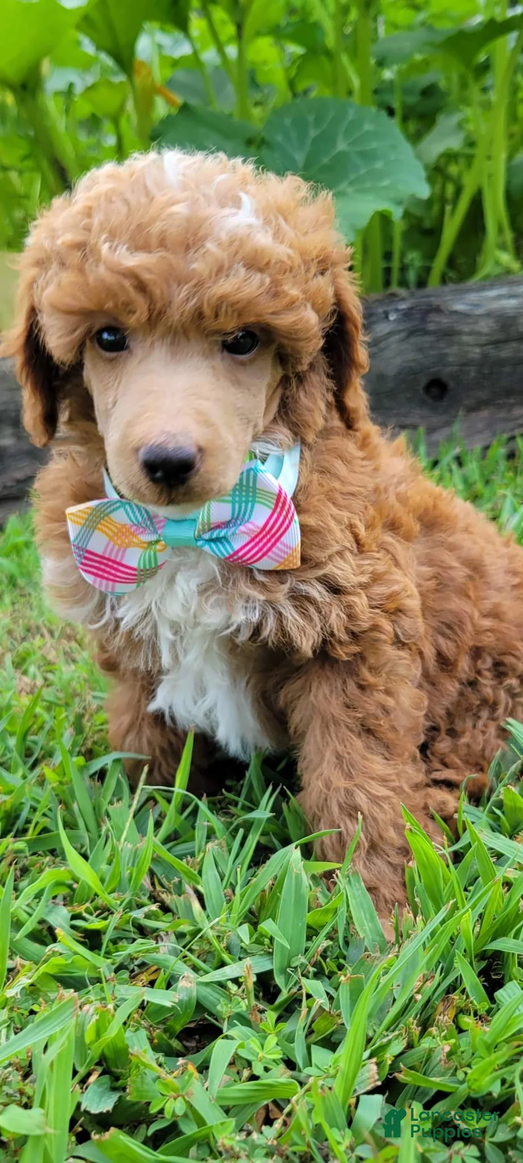 Gallery Image {{count}}