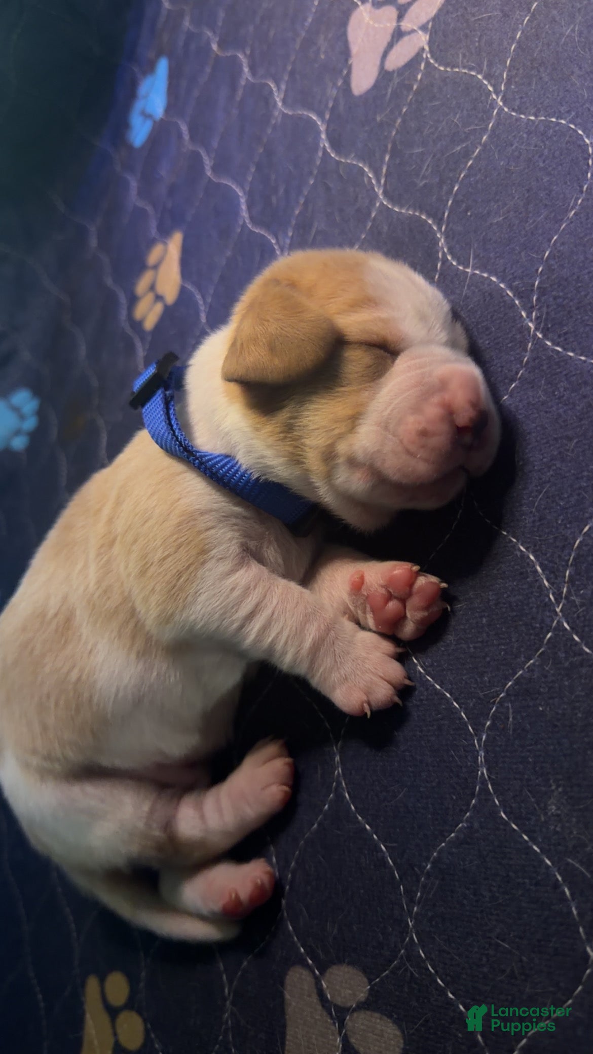 Basset Hound dogs Mateo- dark blue - Ad 7