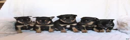 Mixed Breed dogs for sale: Kai  - Ad 5