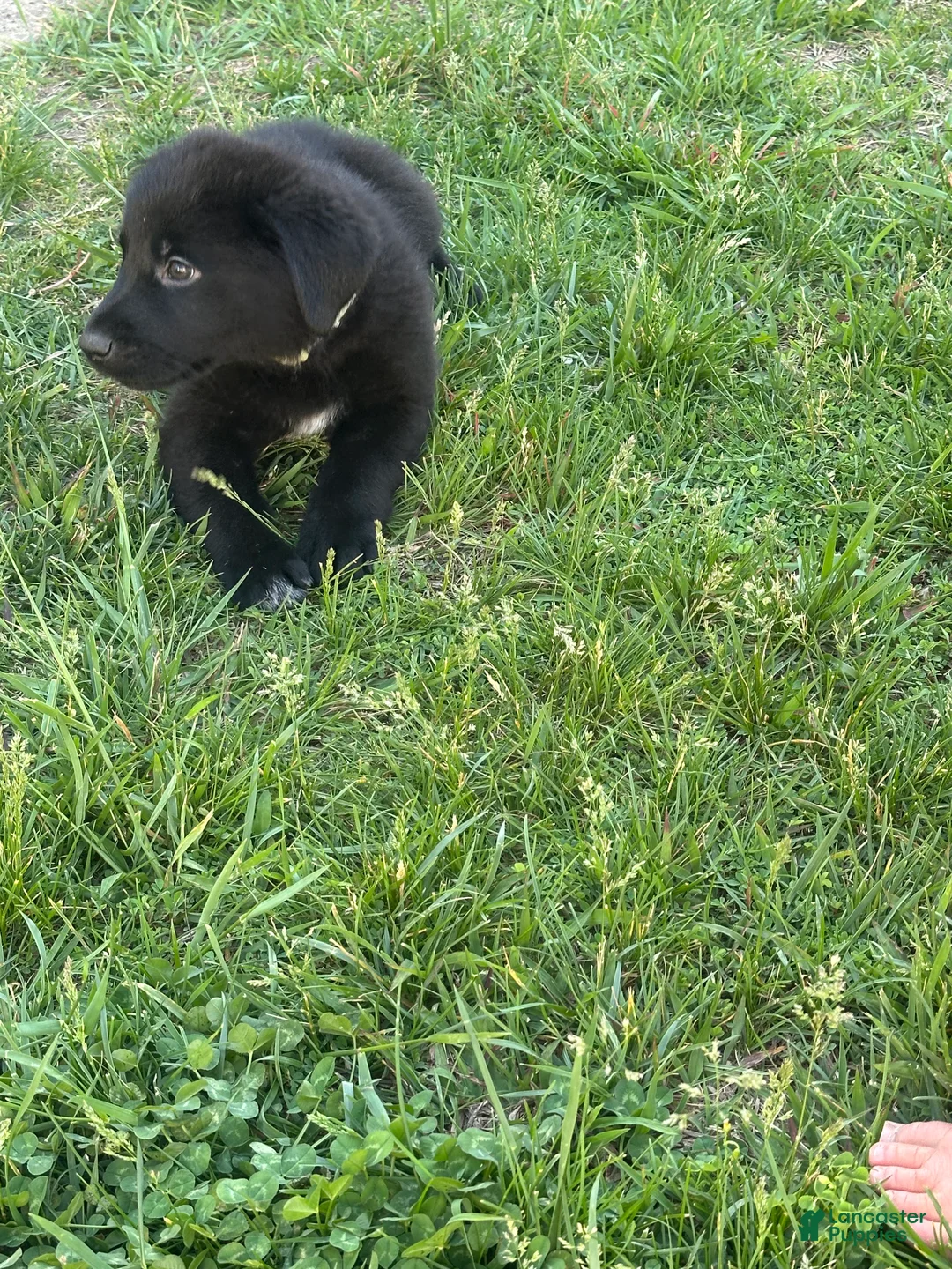 Mixed Breed dogs for sale: Princess - Ad 2