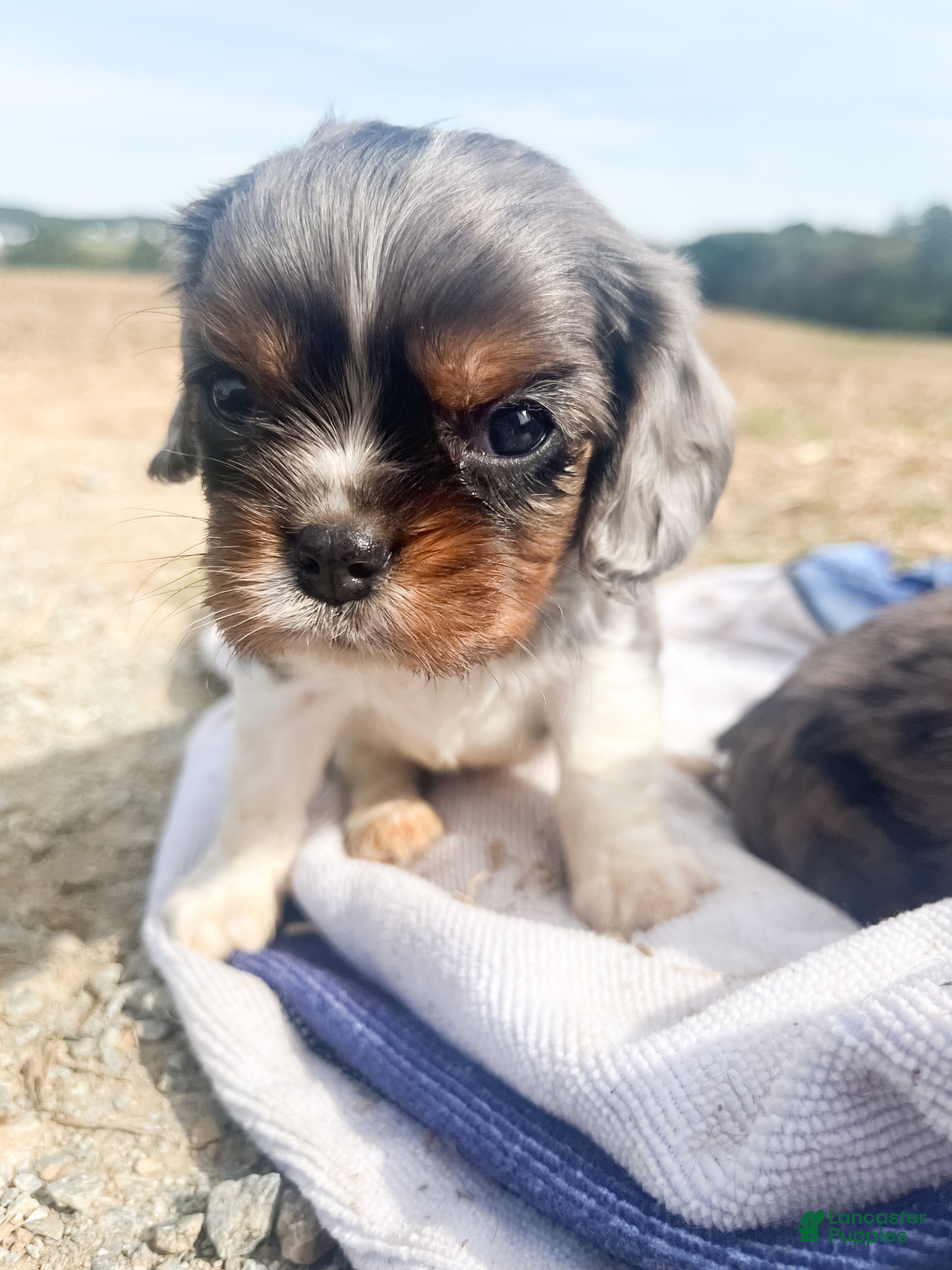 Cavalier King Charles Spaniel dogs for sale: Cooper - Ad 2
