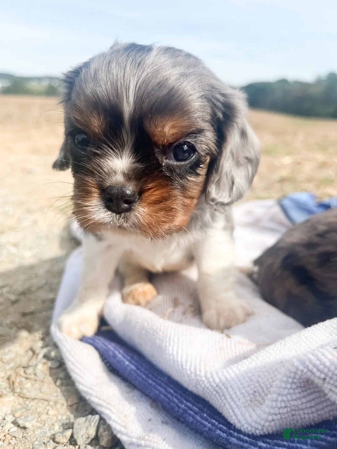 Cavalier King Charles Spaniel dogs for sale: Cooper - Ad 2