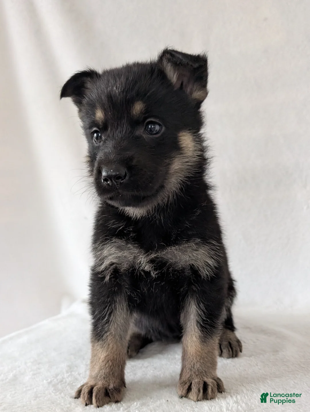German Shepherd dogs for sale: Sara - Ad 6