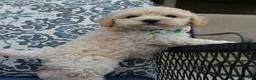 Mini Goldendoodle dogs for sale: Mini Greta - Ad 7