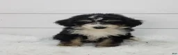 Bernedoodle dogs for sale: Bernedoodle Puppy 1 - Ad 3